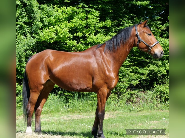 Mecklemburgo Yegua 13 años 174 cm Castaño oscuro in Galenberg