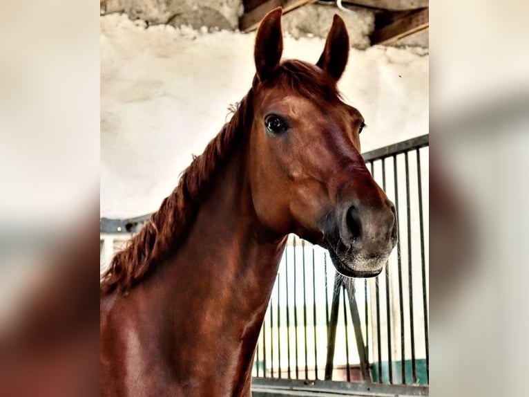 Mecklemburgo Yegua 13 años Alazán in Barth