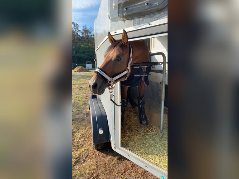 Mecklemburgo Yegua 17 años 160 cm Castaño in Herxheim bei Landau/Pfalz