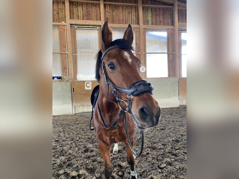 Mecklemburgo Yegua 17 años 160 cm Castaño in Herxheim bei Landau/Pfalz