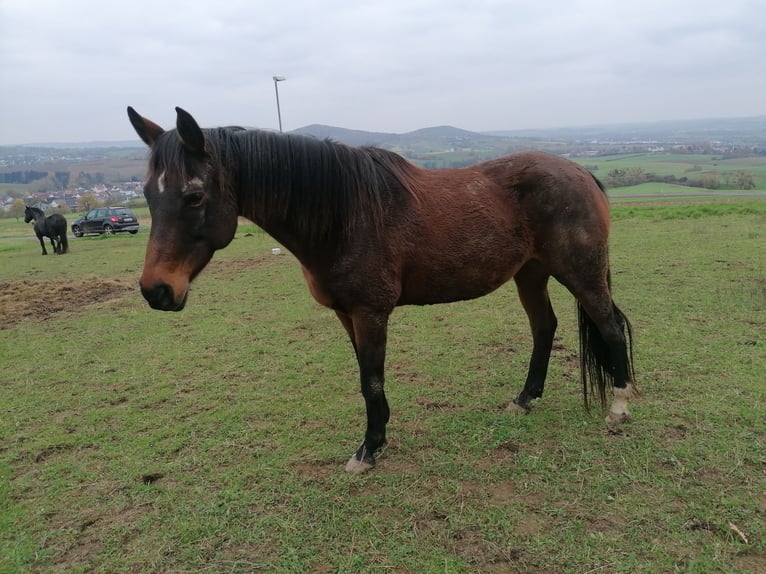 Mecklemburgo Yegua 17 años 165 cm Castaño in Linsengericht