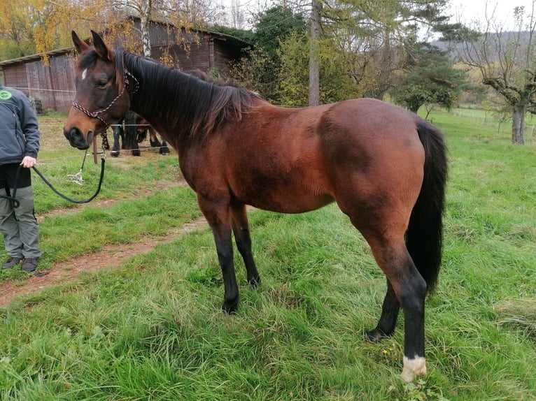 Mecklemburgo Yegua 17 años 165 cm Castaño in Linsengericht