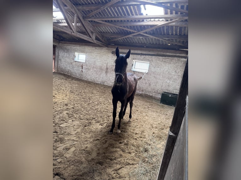 Mecklemburgo Mestizo Yegua 1 año 163 cm Tordillo negro in Rosendahl