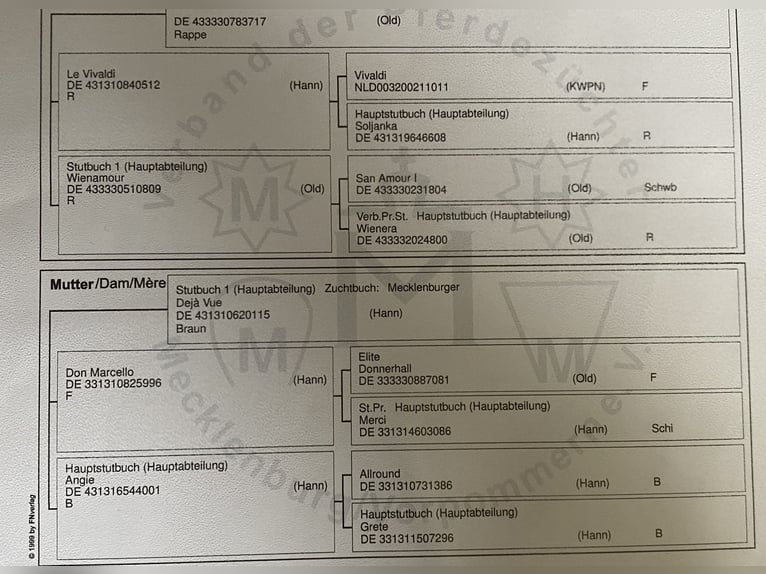 Mecklemburgo Yegua 1 año Castaño in Nortorf