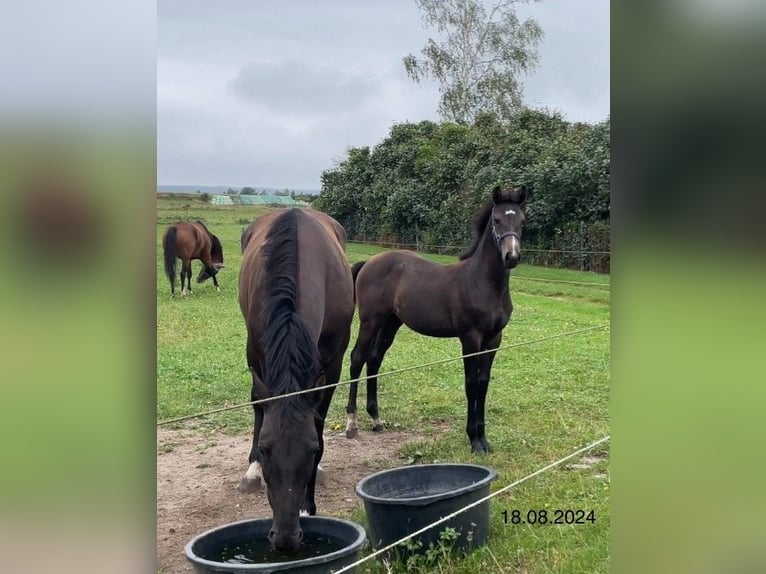 Mecklemburgo Yegua 1 año Musgo in Anklam