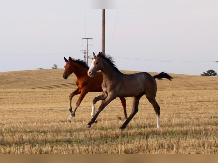 Mecklemburgo Yegua 2 años 160 cm Musgo in Bützow