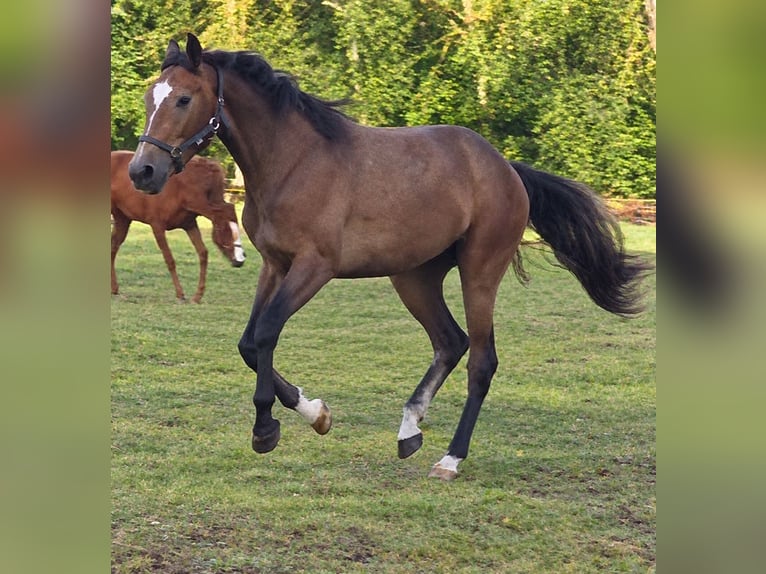 Mecklemburgo Yegua 2 años 172 cm  in Lübtheen