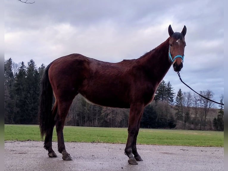 Mecklemburgo Yegua 3 años 162 cm Castaño in Dorfen