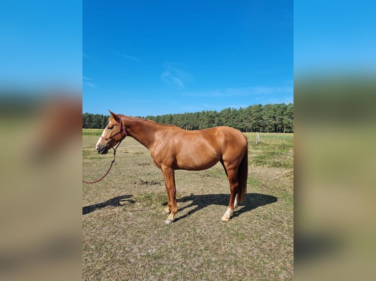 Mecklemburgo Yegua 3 años 165 cm Alazán in Mirow