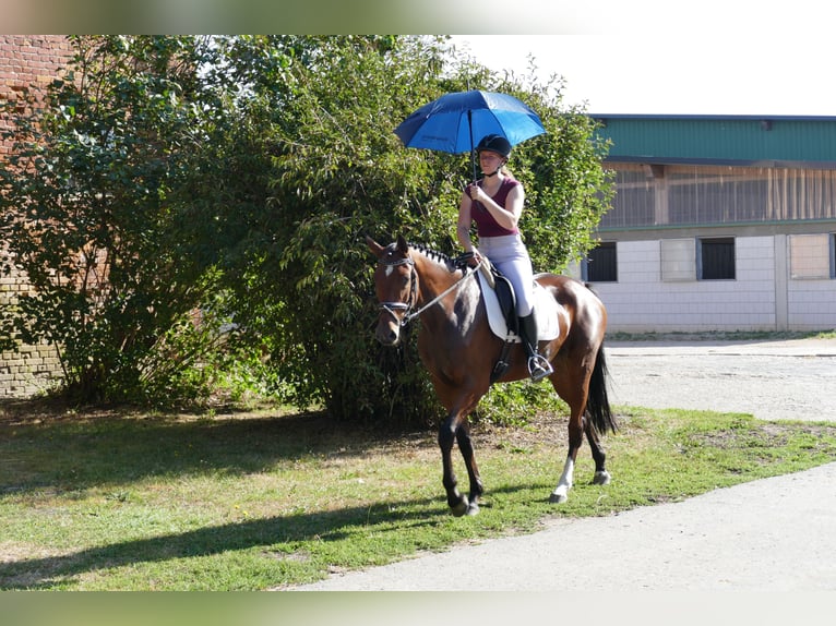 Mecklemburgo Yegua 4 años 168 cm Castaño in Ganschow