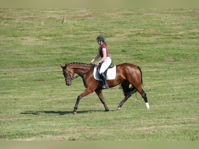 Mecklemburgo Yegua 4 años 168 cm Castaño in Ganschow