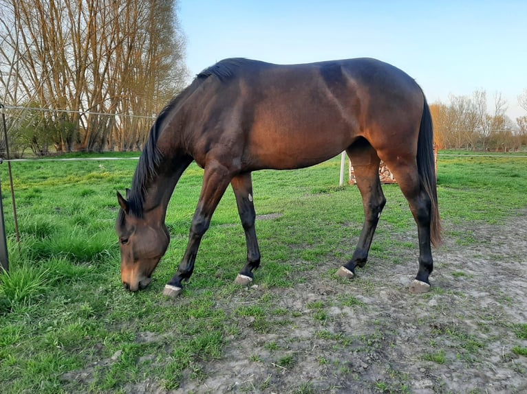 Mecklemburgo Yegua 4 años 170 cm Morcillo in VÖLschow