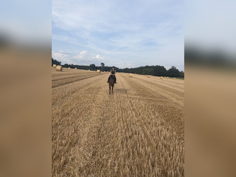 Mecklemburgo Yegua 4 años 175 cm Castaño in Ratingen