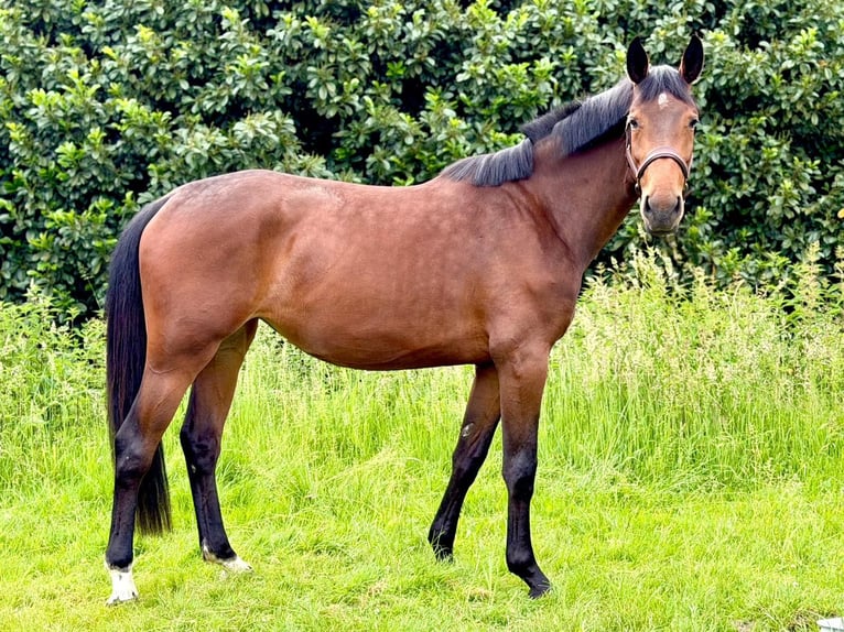 Mecklemburgo Yegua 4 años 175 cm Castaño in Ratingen