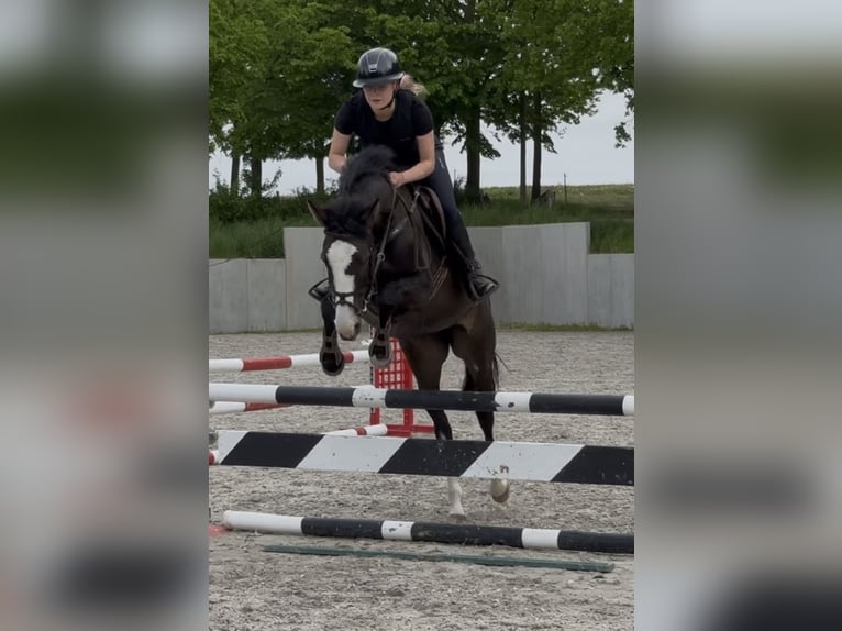 Mecklemburgo Yegua 5 años 160 cm Morcillo in Waren (Müritz)
