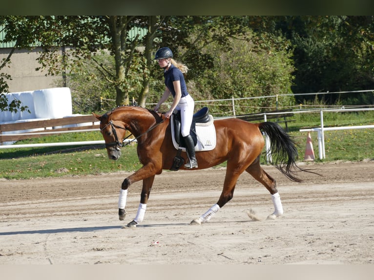 Mecklemburgo Yegua 5 años 167 cm Castaño in Ganschow