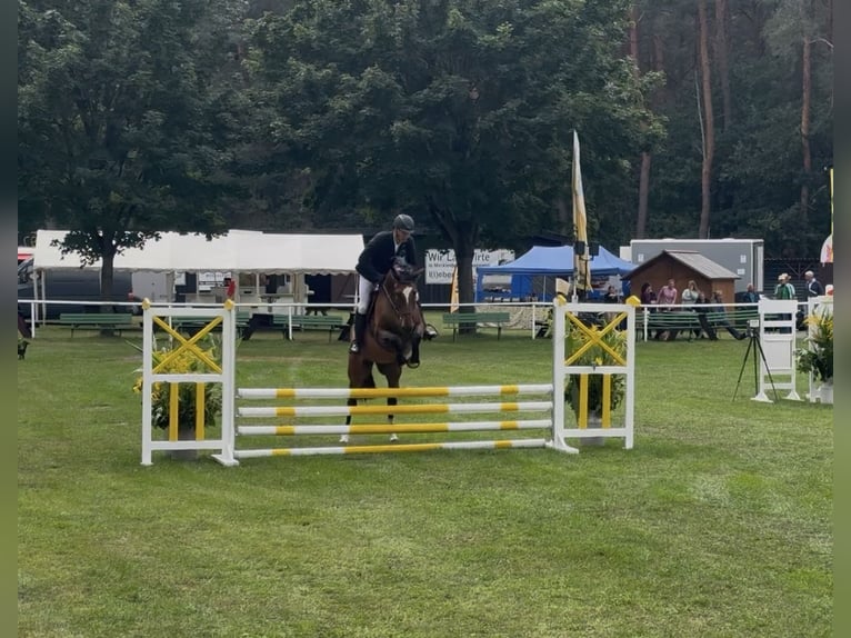 Mecklemburgo Yegua 5 años 168 cm Castaño in JatznickPolzow