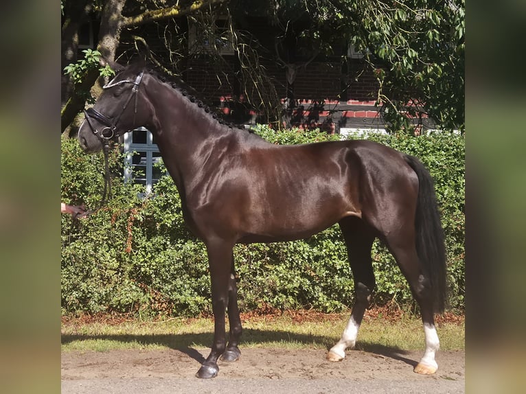 Mecklemburgo Yegua 5 años 172 cm Morcillo in Gadebusch