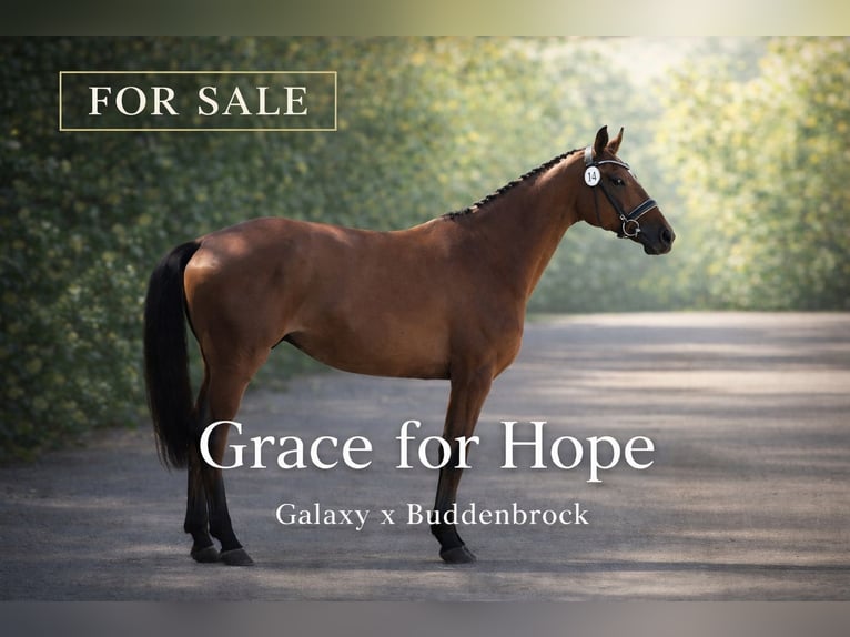 Mecklemburgo Yegua 6 años 165 cm Castaño in Leist 2