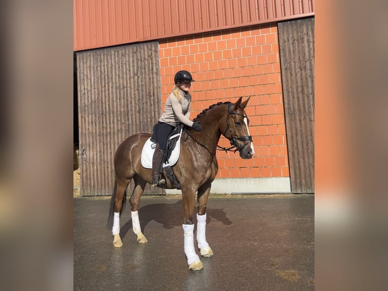 Mecklemburgo Yegua 6 años 168 cm Alazán in Bremen