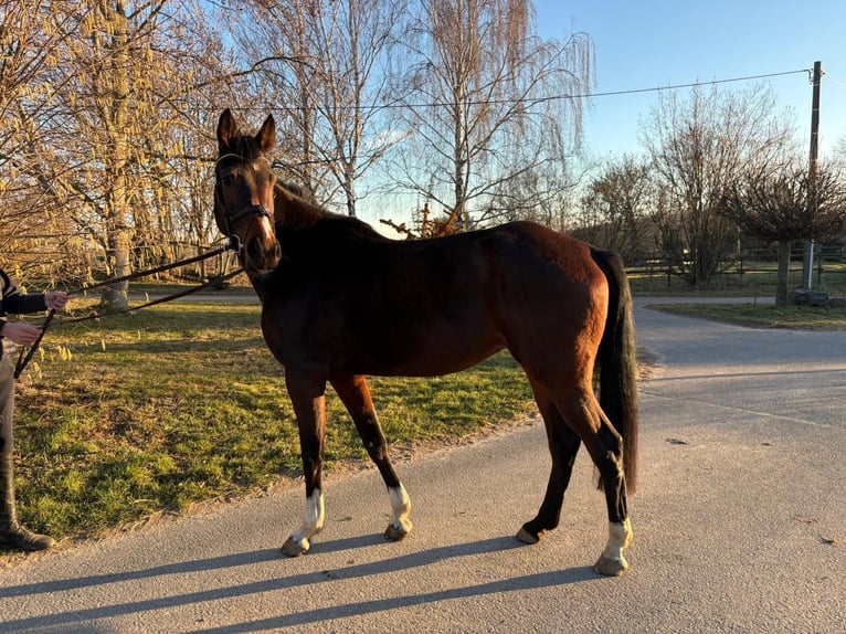Mecklemburgo Yegua 6 años 168 cm Castaño in Ostrau