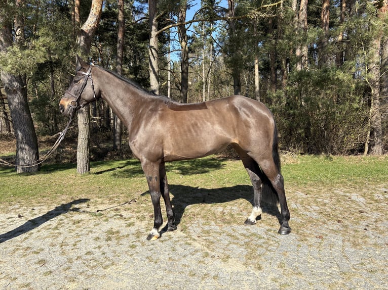 Mecklemburgo Yegua 6 años 168 cm Morcillo in GanzlinPlau am See