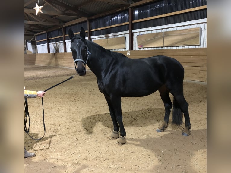 Mecklemburgo Yegua 7 años 163 cm Morcillo in Sternberg