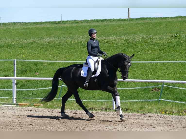 Mecklemburgo Yegua 7 años 168 cm Negro in Ganschow