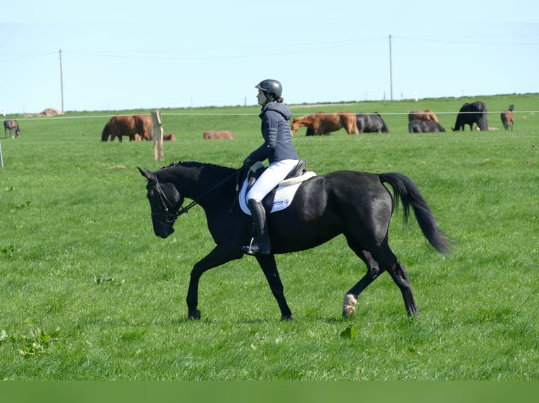 Mecklemburgo Yegua 7 años 168 cm Negro in Ganschow