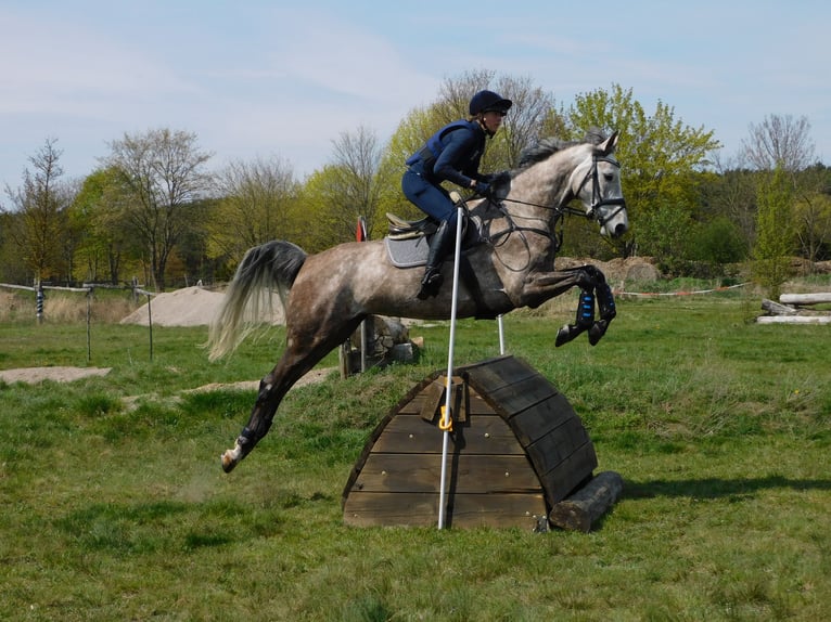 Mecklemburgo Yegua 7 años 171 cm Tordo ruano in Dallgow-Döberitz