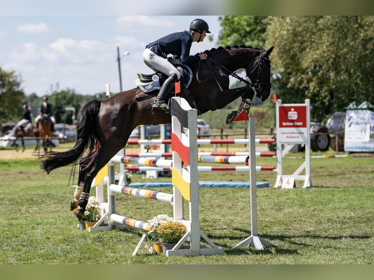 Mecklemburgo Yegua 8 años 165 cm Negro in Erkrath