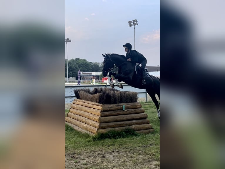 Mecklemburgo Yegua 8 años 165 cm Negro in Erkrath