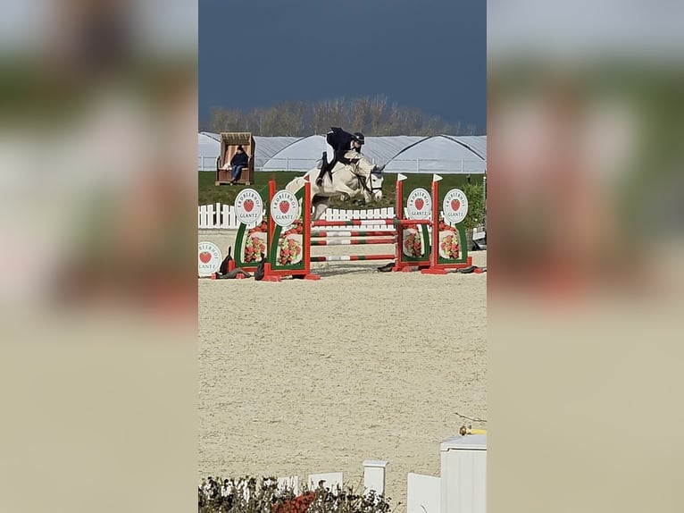 Mecklemburgo Yegua 8 años 168 cm Tordo in bei Neustadt / Dosse
