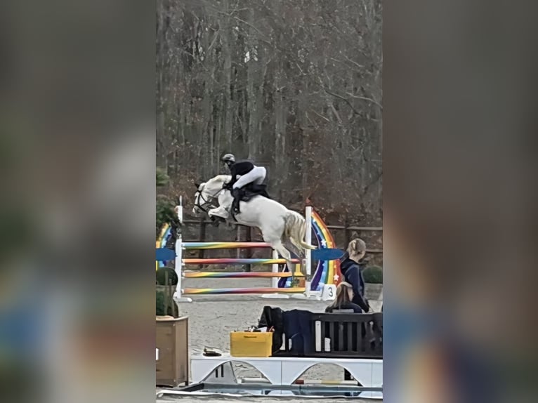 Mecklemburgo Yegua 8 años 168 cm Tordo in bei Neustadt / Dosse
