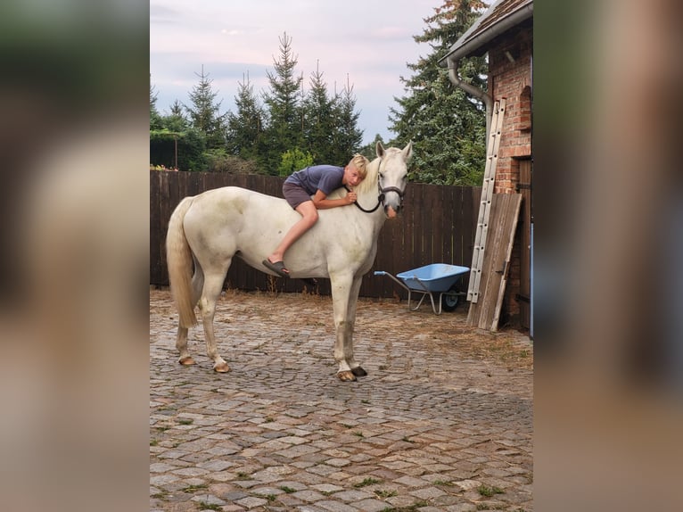 Mecklemburgo Yegua 8 años 168 cm Tordo in bei Neustadt / Dosse