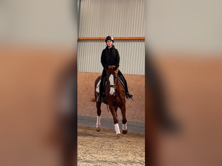 Mecklemburgo Yegua 9 años 165 cm Alazán in Bettingen