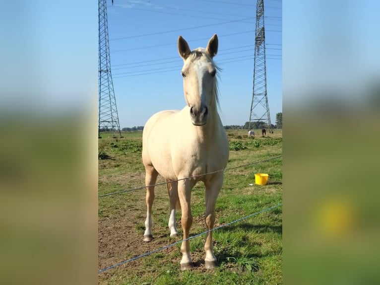 Mecklemburgo Yegua 9 años 165 cm Palomino in Seester