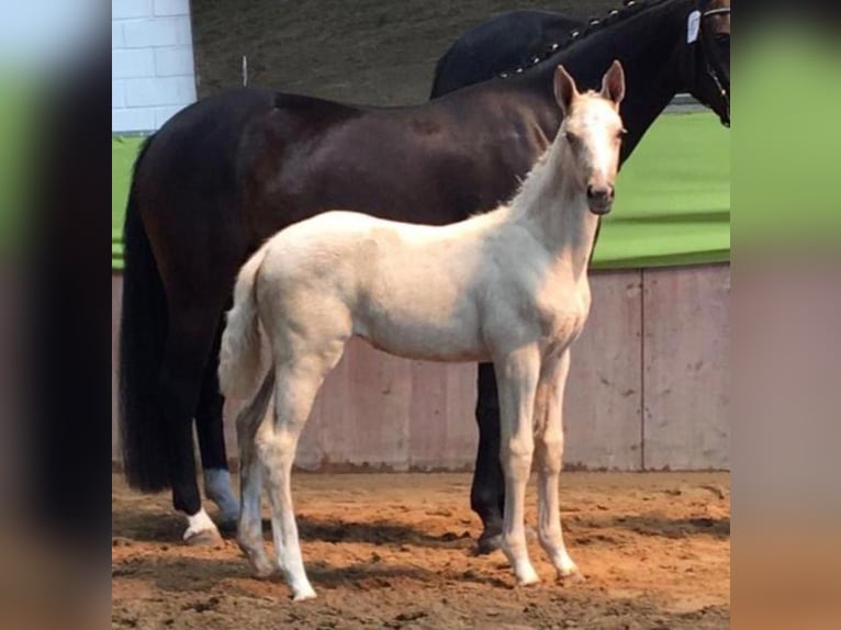 Mecklemburgo Yegua 9 años 165 cm Palomino in Seester