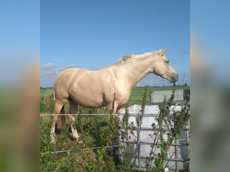 Mecklemburgo Yegua 9 años 165 cm Palomino in Seester