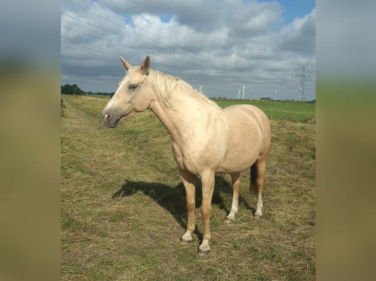 Mecklemburgo Yegua 9 años 165 cm Palomino in Seester