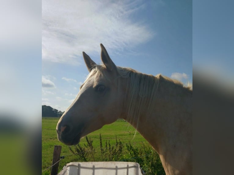 Mecklemburgo Yegua 9 años 165 cm Palomino in Seester