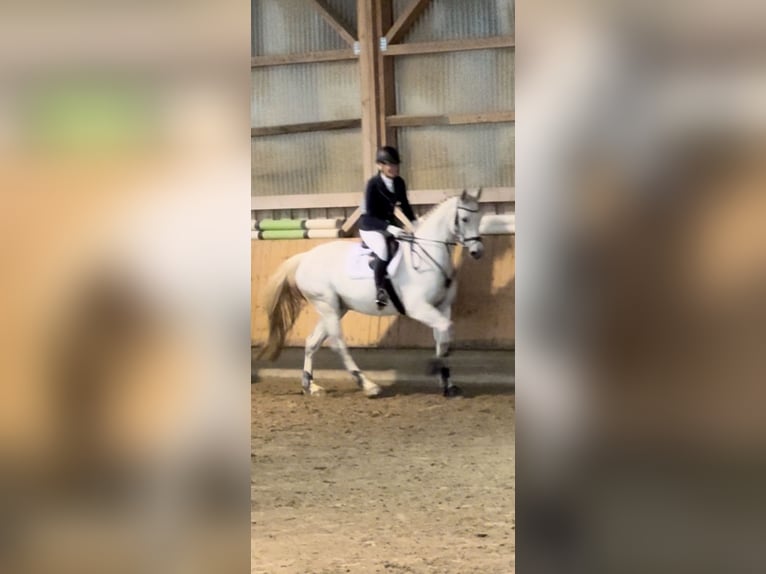 Mecklenburg Castrone 10 Anni 172 cm Grigio in Weiterstadt