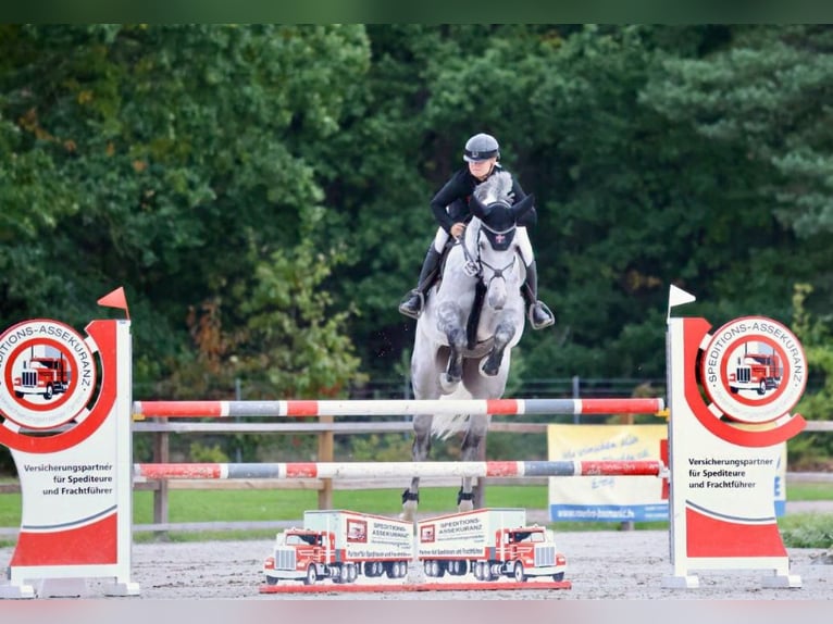 Mecklenburg Castrone 10 Anni 176 cm Grigio in Zeven