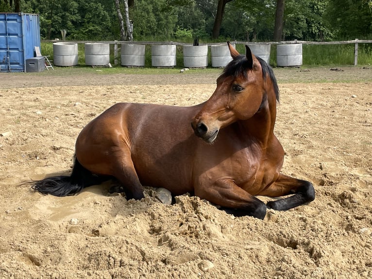 Mecklenburg Castrone 12 Anni 172 cm Baio in Barsbüttel