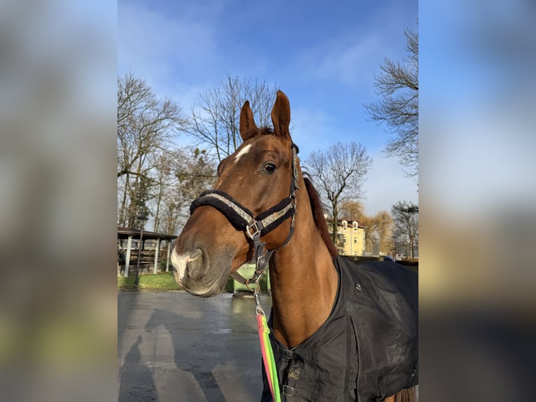 Mecklenburg Castrone 12 Anni 175 cm Sauro scuro in Bielsko-Biała