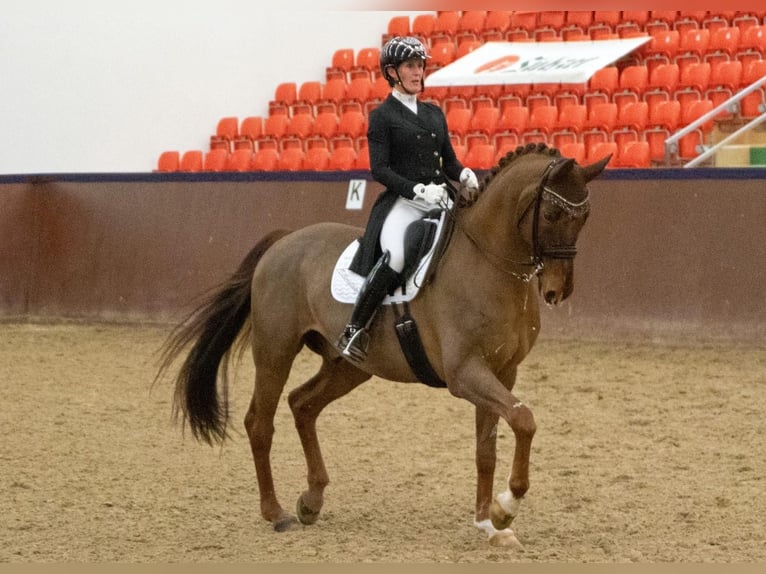 Mecklenburg Castrone 12 Anni 176 cm Sauro scuro in Ganschow