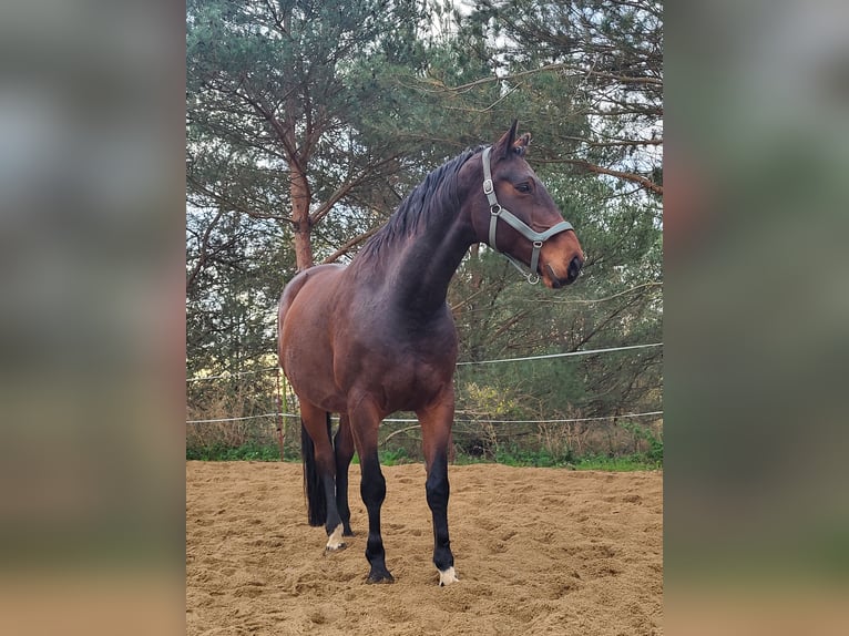 Mecklenburg Castrone 13 Anni 171 cm Baio in Riesa