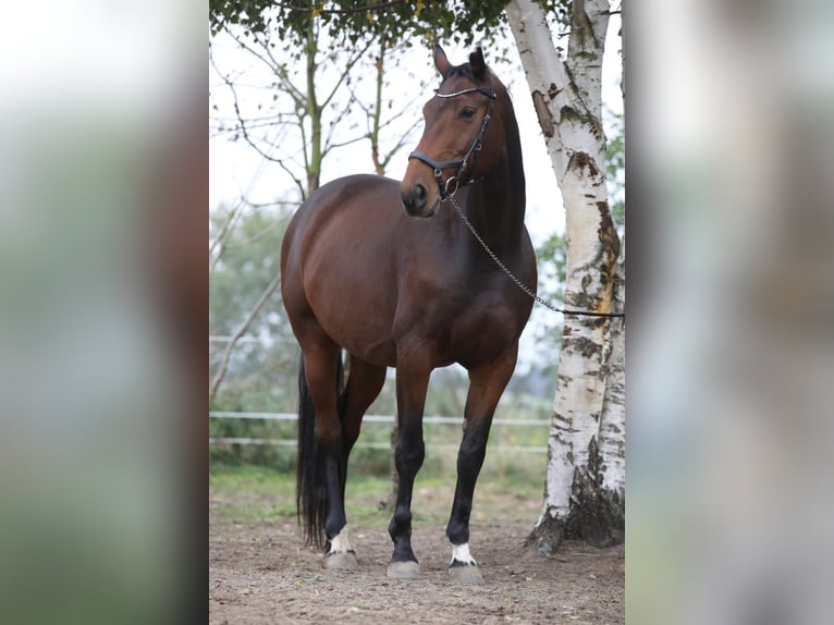 Mecklenburg Castrone 13 Anni 171 cm Baio in Riesa