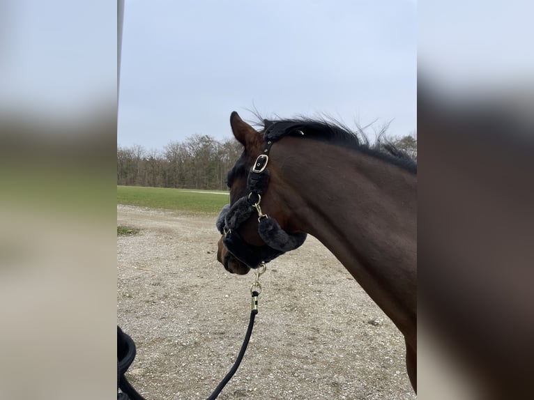 Mecklenburg Castrone 14 Anni 163 cm Baio in Dobl