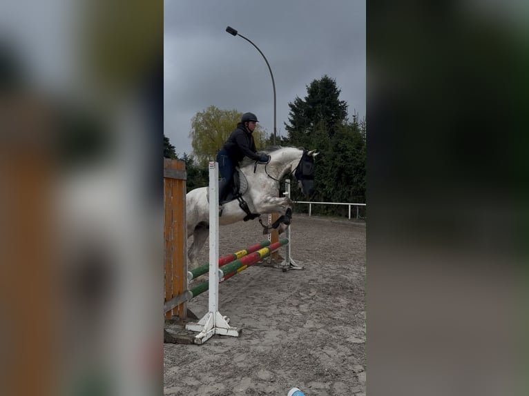 Mecklenburg Castrone 14 Anni 165 cm Grigio in Sassen-Trantow